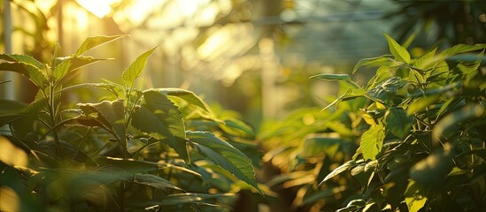 Obraz premium A greenhouse cultivating Japanese crops with great potential with copy space image.