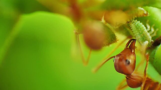 Macro close-up view of herder red ants protecting and farming aphids for honeydew, a sugar-rich secretion favored by ants as a food source