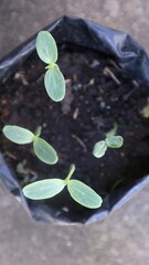 new tree seeds growing in polybags, watermelon seeds, concept of loving the environment