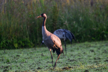 Selective focus photo. Common crane bird, Grus grus at meadow.