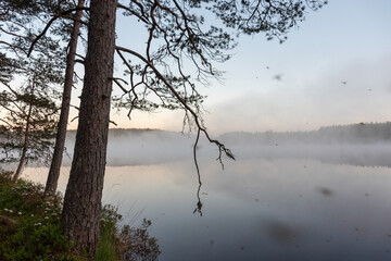 sunrise, sunset landscape by the marsh lake, morning fog, reflections in the water, traditional marsh lake vegetation