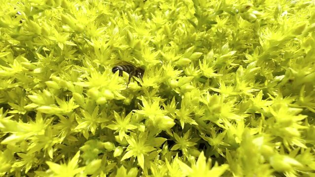Stonecrop, Sedum Acre