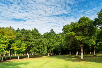 Beautiful panorama of green city park