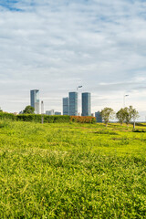 flower field in park at city center and modern city