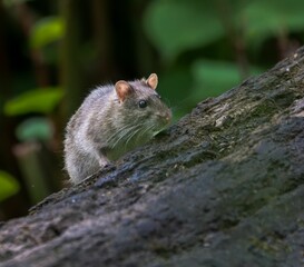 Close-up of a rat on a tree trunk in a forest setting