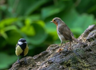 Close-up of two birds, a great tit and a robin, perched on a log in a lush green forest