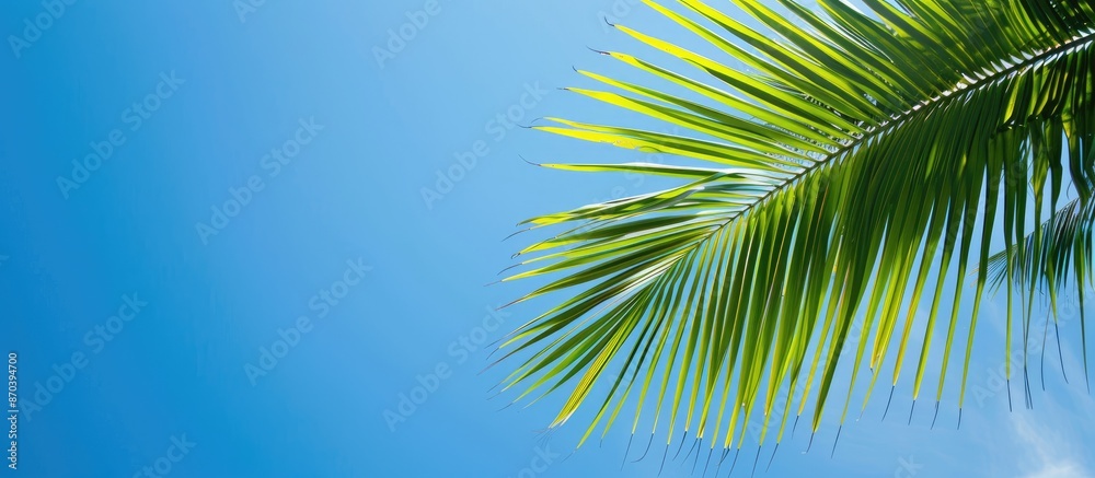 Aufkleber a palm leaf against a clear blue sky, creating a serene copy space image.