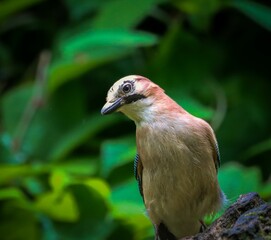 Close-up of a Eurasian Jay bird perched on a branch with green foliage background