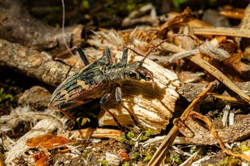 Close-up of a beetle on the forest floor surrounded by natural debris and twigs