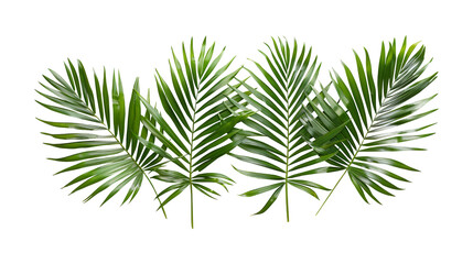 Palm leaves for decoration of art frame wallpaper,banner and card on transparent background.