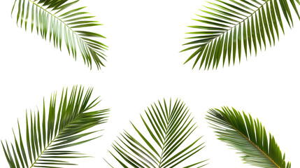 Palm leaves for decoration of art frame wallpaper,banner and card on transparent background.