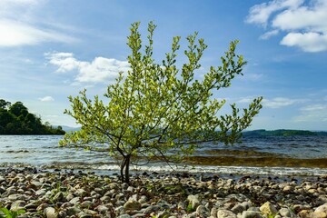 Small tree with green leaves growing on a rocky shore by a lake under a clear blue sky