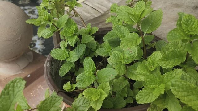 peppermint plants close-up. photo taken in malaysia
