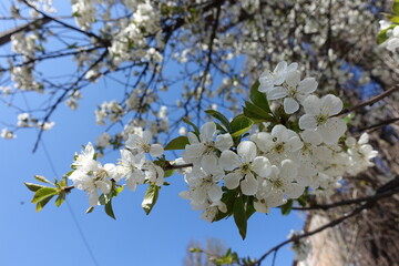Fair blue sky and branch of blossoming cherry tree in April