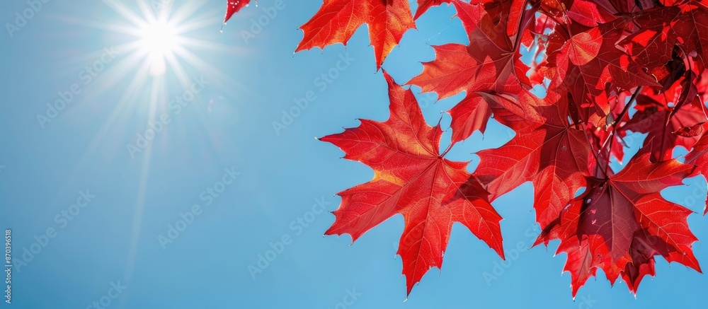 Poster vibrant red maple leaves under the autumn sun against a clear blue sky, featuring a detailed close-u