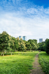 Beautiful panorama of green city park