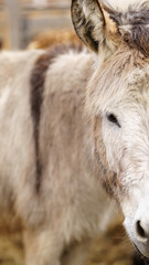 Donkey standing together on a mound of golden hay, munching on the nutritious feed. Vertical photo