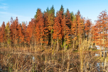 Beautiful colorful forest landscape in autumn season