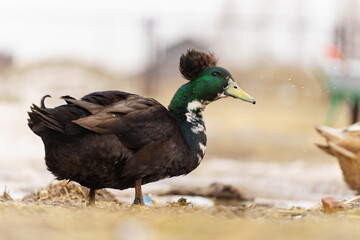 Black duck meander through a dusty field, explore the surroundings on farm