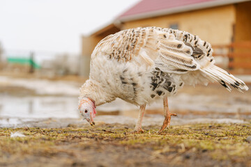 Domestic turkey confidently strides across the terrain of a farmyard rural life.