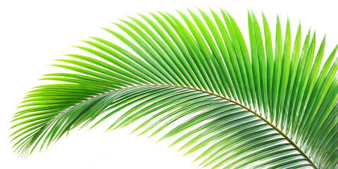 Obraz premium palm leaves isolated