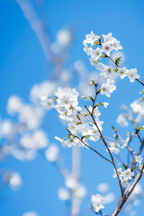 Pears are Rosaceae and bloom elegant and beautiful flowers in spring.