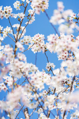 Pears are Rosaceae and bloom elegant and beautiful flowers in spring.