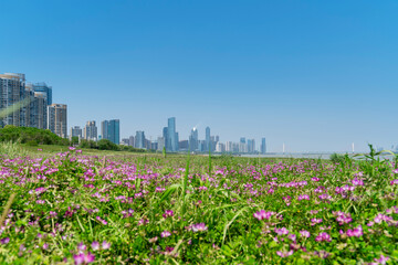 flower field in park at city center and modern city