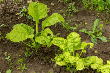 grüner Mangold im Garten