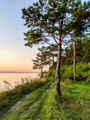Obraz premium Beautiful warm sunset on a rock in the forest
