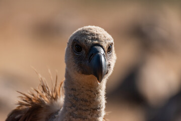 Griffon vulture in Extremadura, Spain