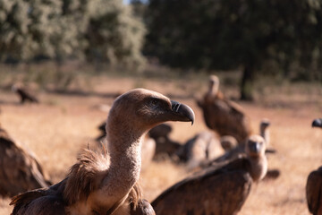 Griffon vulture in Extremadura, Spain