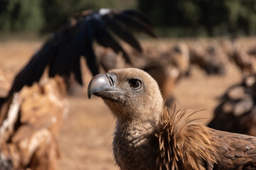 Griffon vulture in Extremadura, Spain