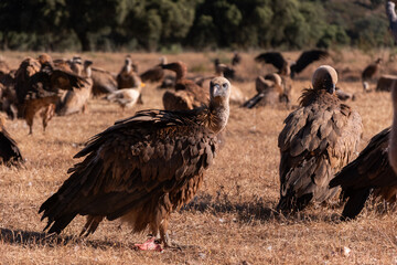 Griffon vulture in Extremadura, Spain