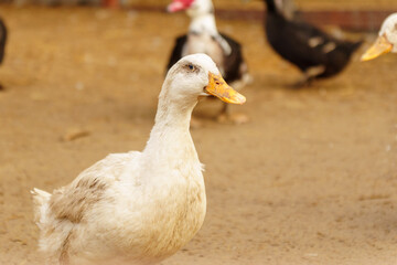 Ducks meander through a dusty field, explore the surroundings on farm