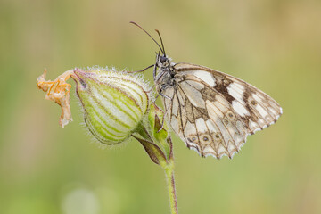 Beautiful nature scene with Marbled white (Melanargia galathea). Macro shot of Marbled white (Melanargia galathea) on the flower. Marbled white (Melanargia galathea) in the nature habitat.
