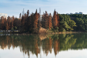 Lush greener around the pond in the park
