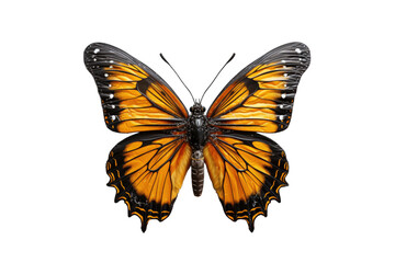 Obraz premium I Love Butterfly (PNG 8208x5472)
