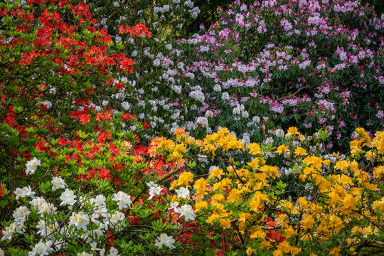 Colorful rhododendron shrubs in a woodland setting