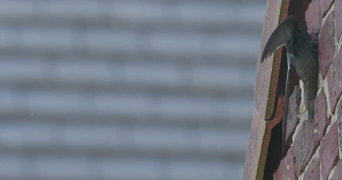 Common swift in flight