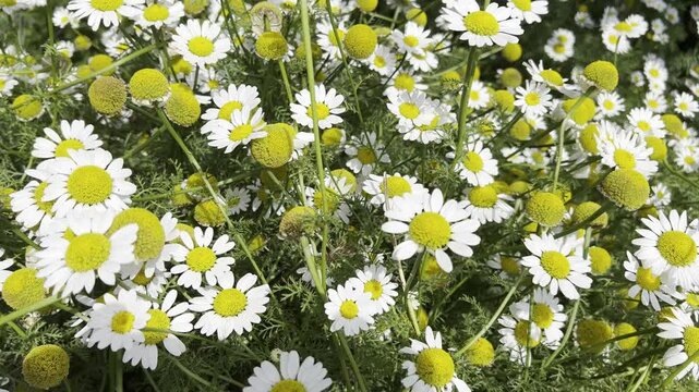Roman Bertram, Anacycle pyrethrum