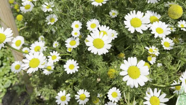 Roman Bertram, Anacycle pyrethrum