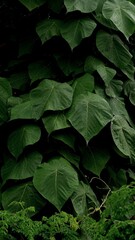 green leaves background