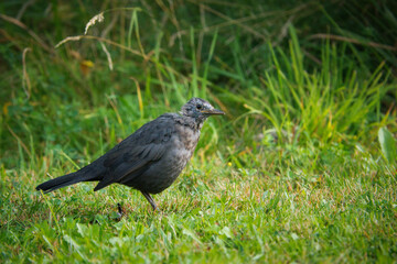 Eine junge, gerade flügge gewordene Amsel mit noch wachsendem Federkleid am Kopf im Gras