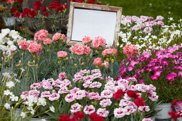 Dianthus, carnation plants with flowers in various colors in vases with frame with copy space