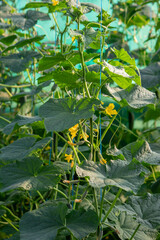 Obraz premium farmer collects cucumbers close-up. Selective focus