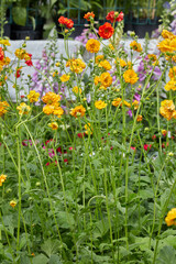 Obraz premium Geum chiloense perennial plants with orange and red flowers
