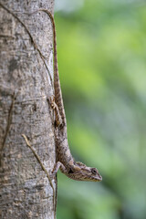 Vertical view of calotes versicolor aka garden crested lizard or oriental garden lizard outdoors on tree trunk with green natural background