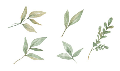 Watercolor green branches isolated on white background