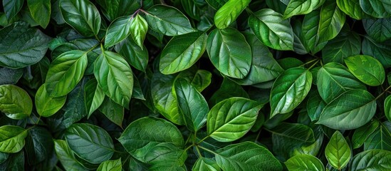 Lush green leaves create a natural background with a textured surface, ideal for a copy space image.